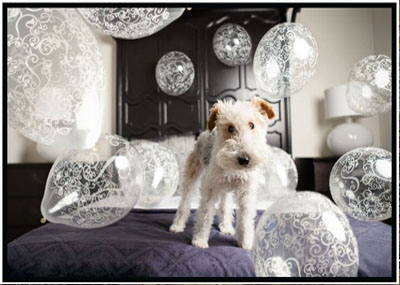 Featured image of Schnauzer on a bed